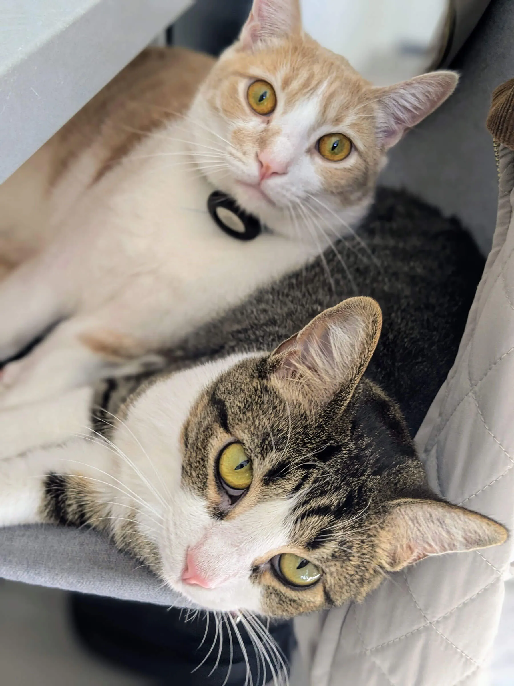 JoJo & Wabi — Emotional Support
